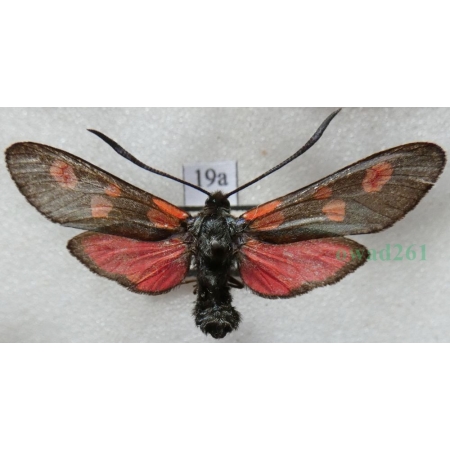 Zygaena lonicerae (Scheven, 1777) Czech19a
